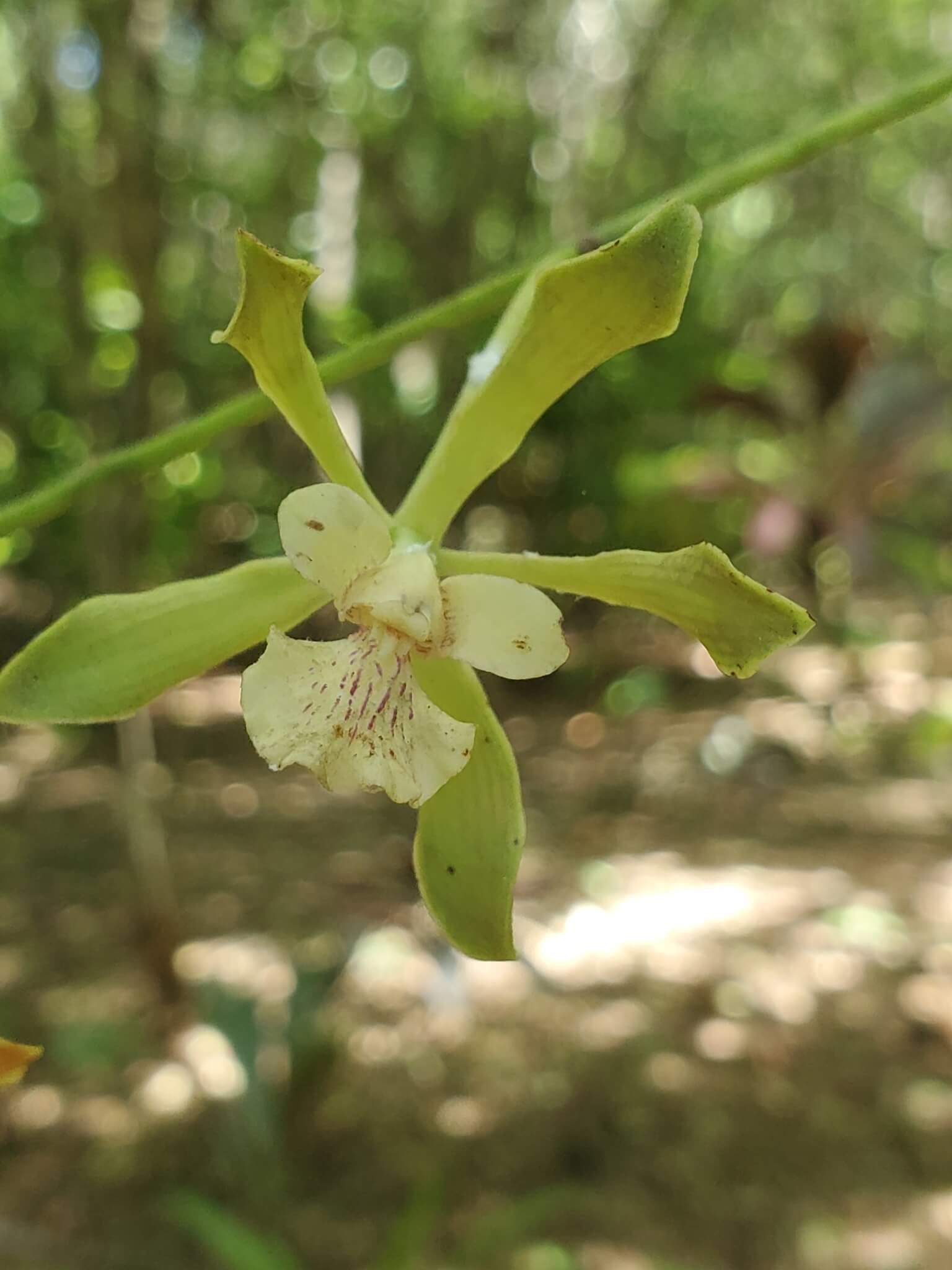 Encyclia alata ssp. virella